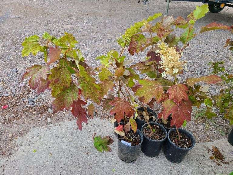 6) Snowflake Oakleaf Hydrangea