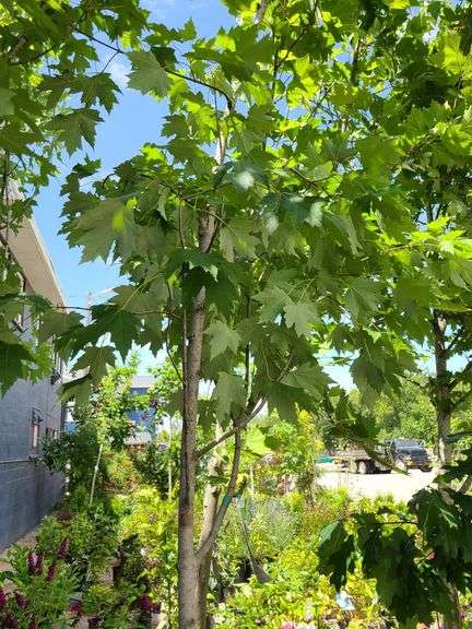 Red Maple Tree