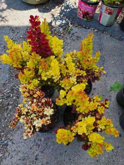 4) Barberry Bushes