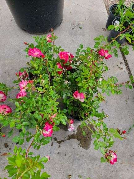 4) Rose Bush