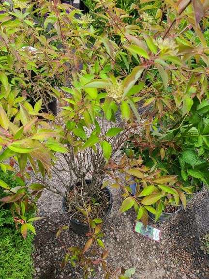 Gray Dogwood