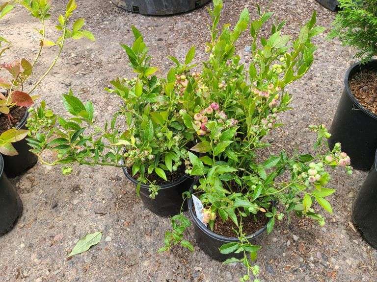 3) Highbush Blueberry