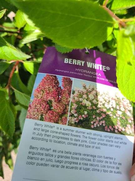 6) Berry White Hydrangeas