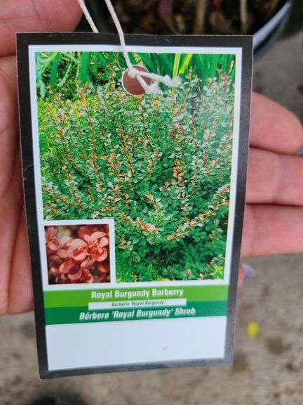 4) Royal Burgundy Barberry