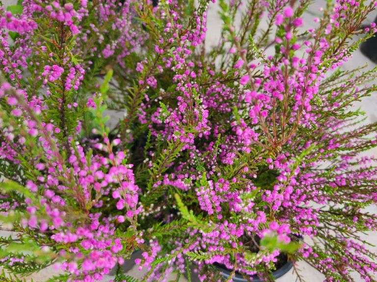 3) Purple Heather Calluna Vulgaris