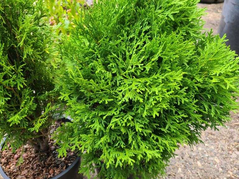 2) Emerald Green Arborvitae