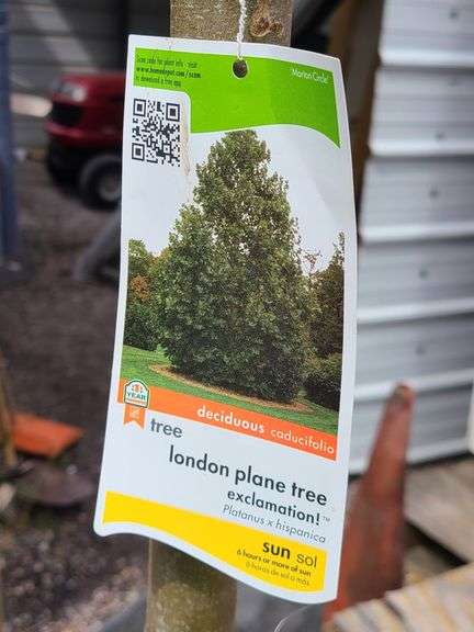 London Plane Tree