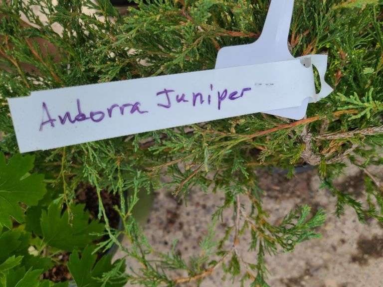 3)Andorra Juniper