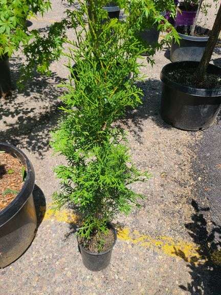 Thuja Skybound Arborvitae