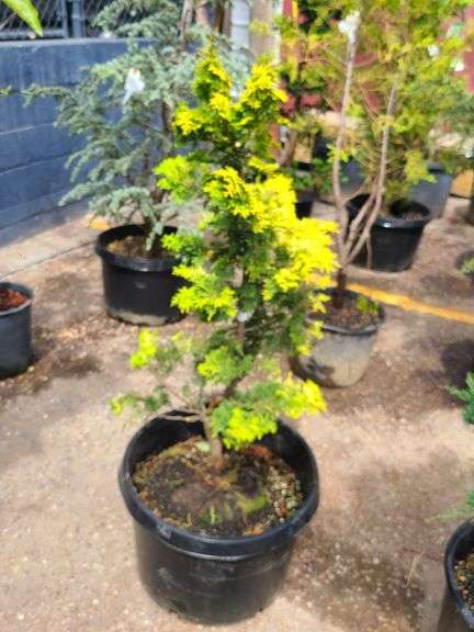 Hinoki Cypress