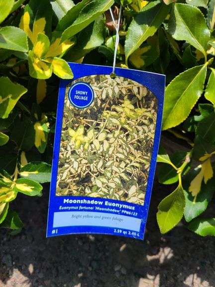 4) Moonshadow Euonymus Shrubs