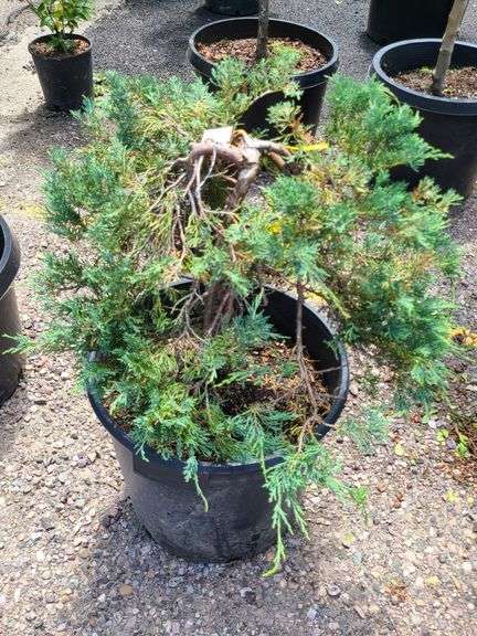 Juniperus Hor Blue Chip, Marmalade Pontenilla
