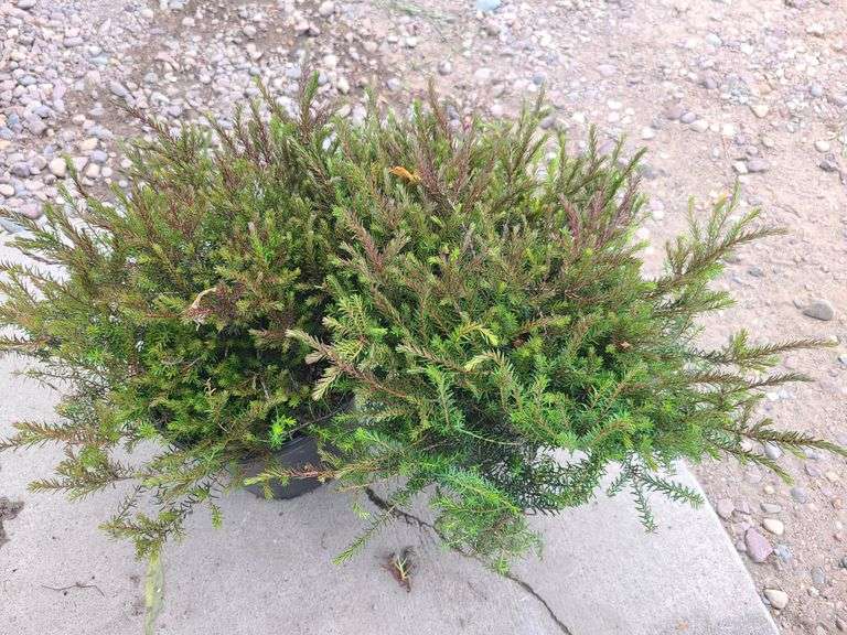 2) Heather Bushes