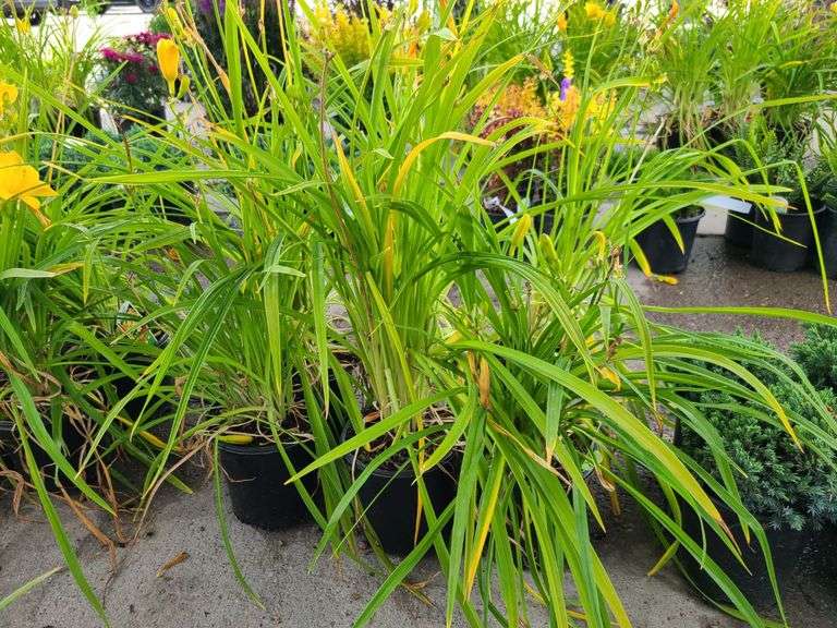 6) Daylily