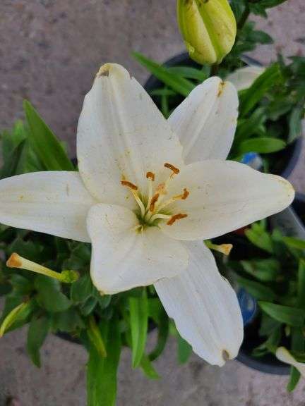 3) Dwarf Asiatic Lilies