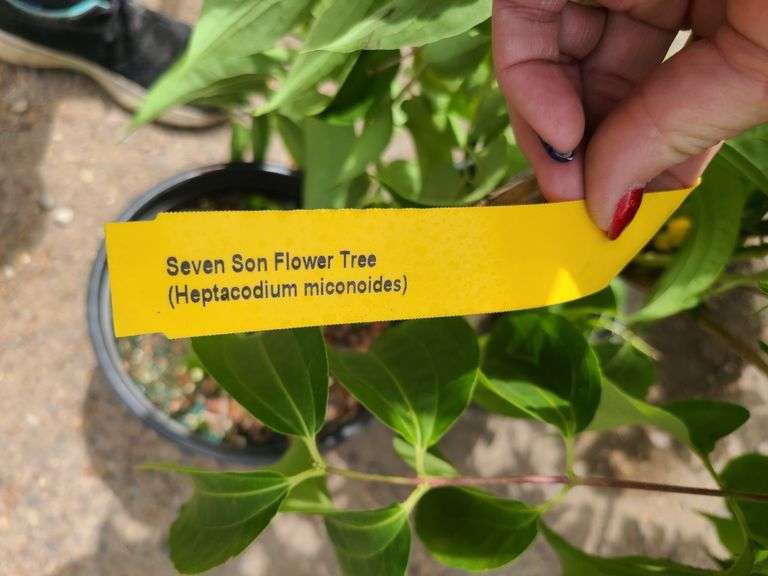 2) Seven Son Flower Tree