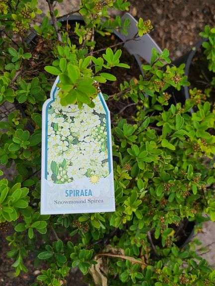 3) Snowmound Spirea