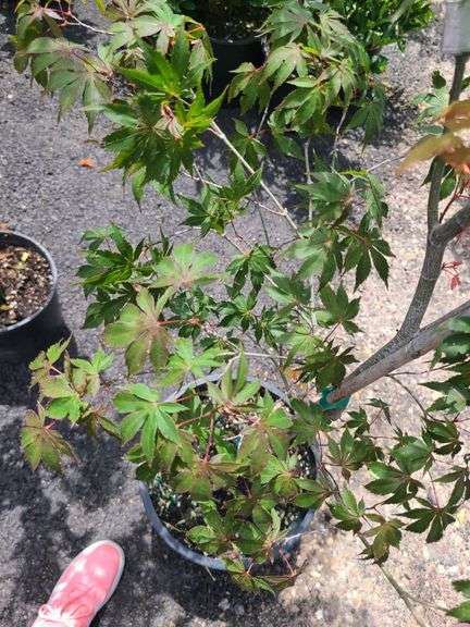 November Glory Japanese Maple