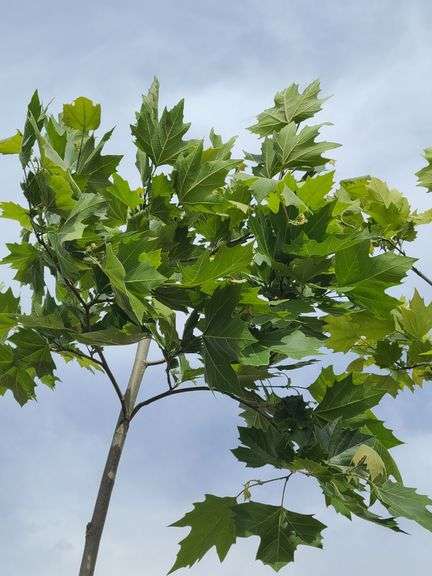 London Plane Tree