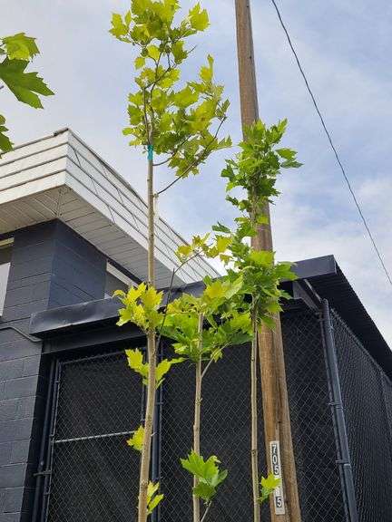 London Plane Tree