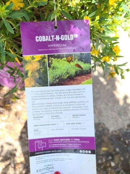 6) Cobalt-N-Gold Hypericum