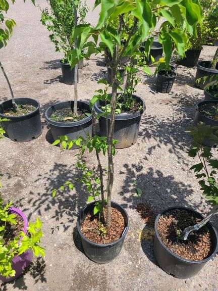 Pyrus Calleryana