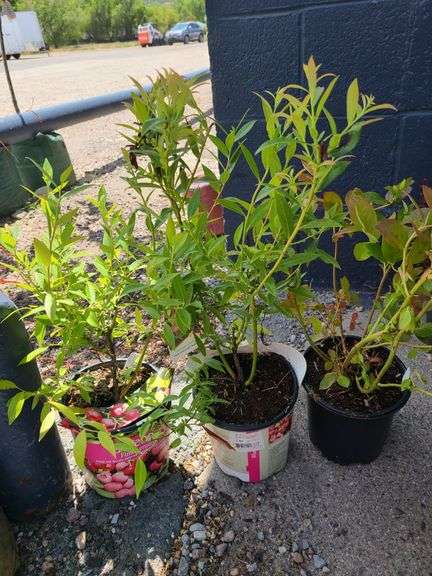 3) Pink Lemonade Blueberry Bushes