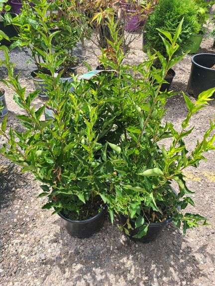 4) Miss Kim Lilac Plants