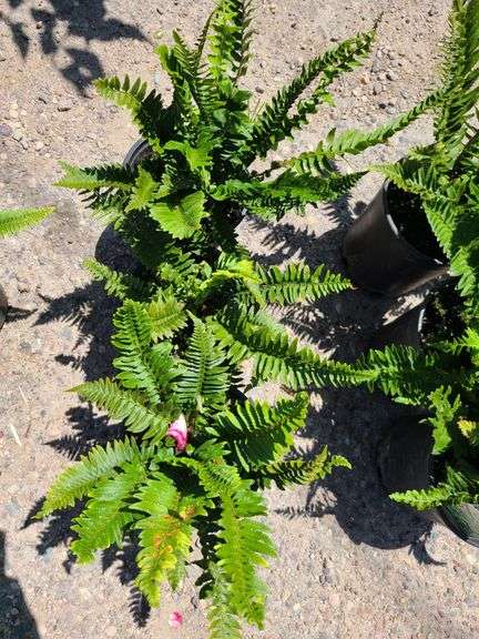 3) Western Sword Fern