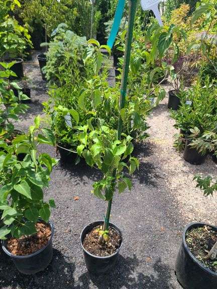 Chinese Dogwood