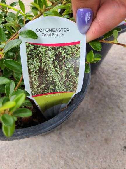2) Cotoneaster Coral Beauty