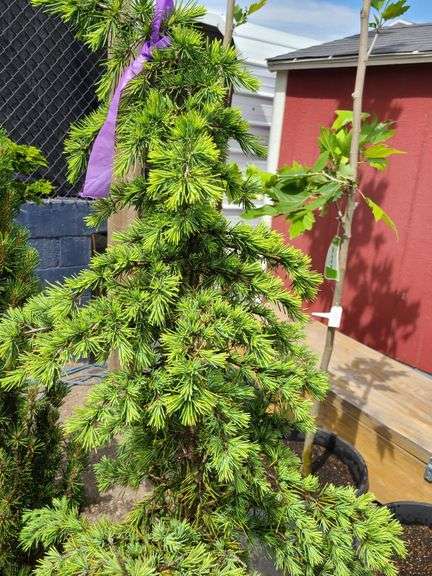 Spruce