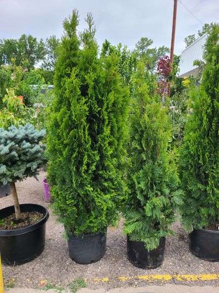 2) Emerald Arbovitas