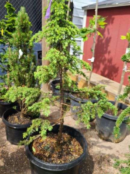 Spruce