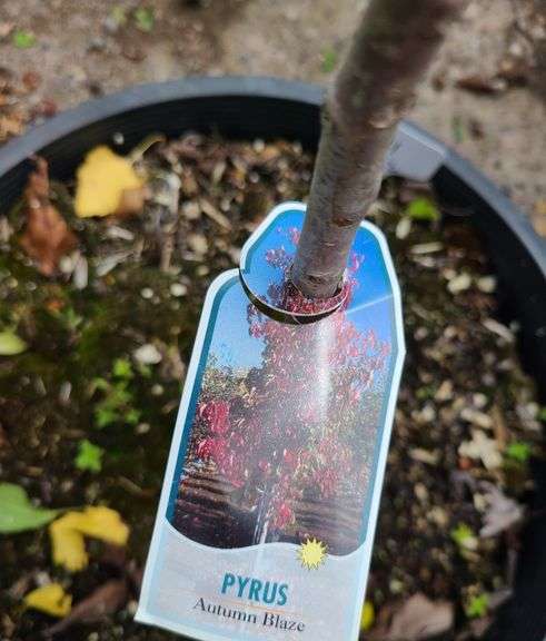 Pyrus Autumn Blaze, Cheyenne Privet