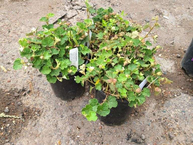 3) Creeping Raspberry