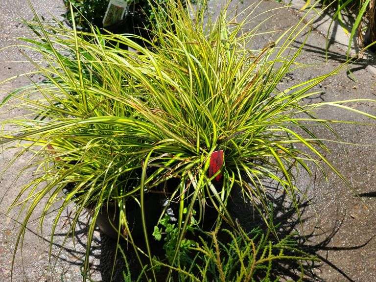 4) Japanese Sedge Eversheen