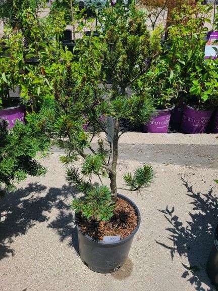 Mugo Pine
