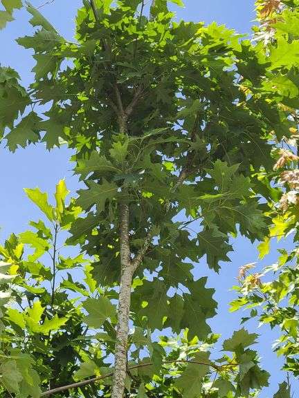 Northern Red Oak