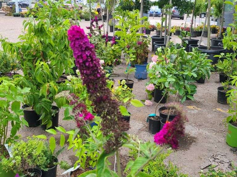 3) Miss Molly Butterfly Bush