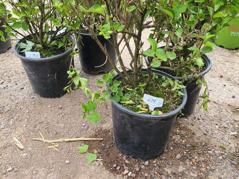 2) Josee Reblooming Lilac