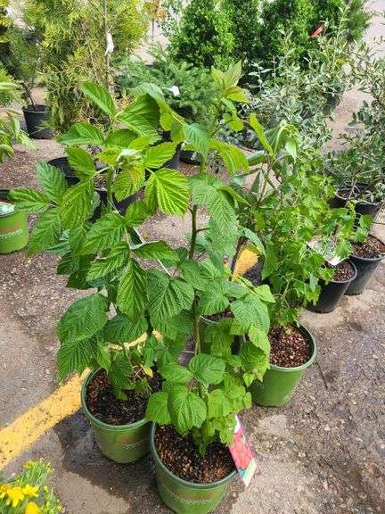2) Raspberry Bushes