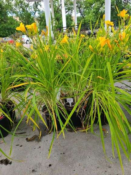 6) Daylily