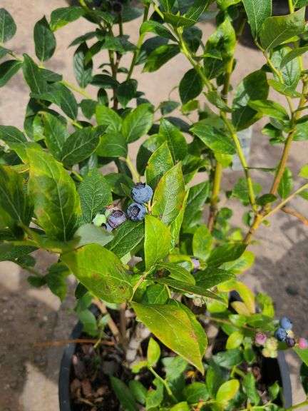 Blueberry 'Duke'