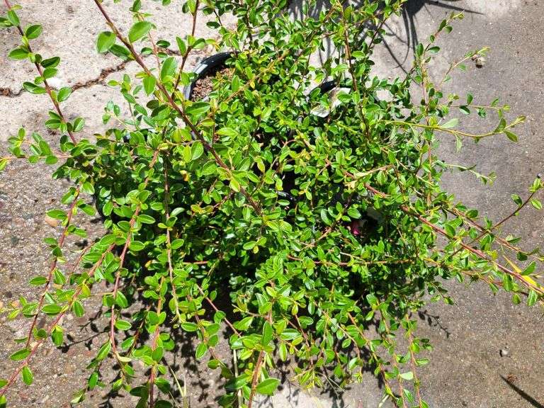 5) Cotoneaster Coral Beauty