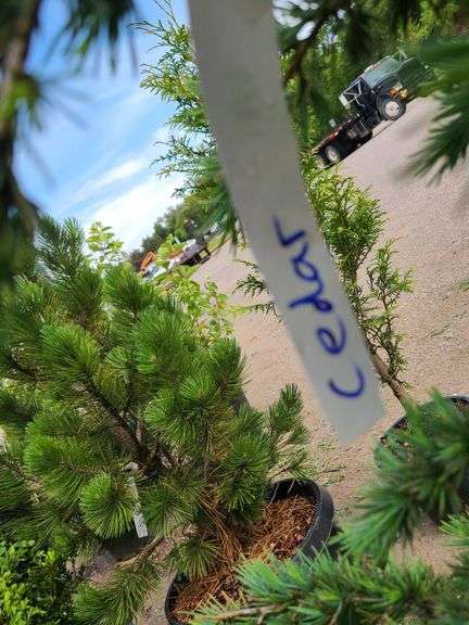 Cedar