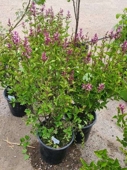 2) Josee Reblooming Lilac