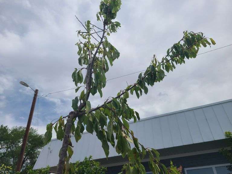 Cherry Tree
