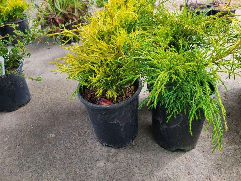 4) False Cypress