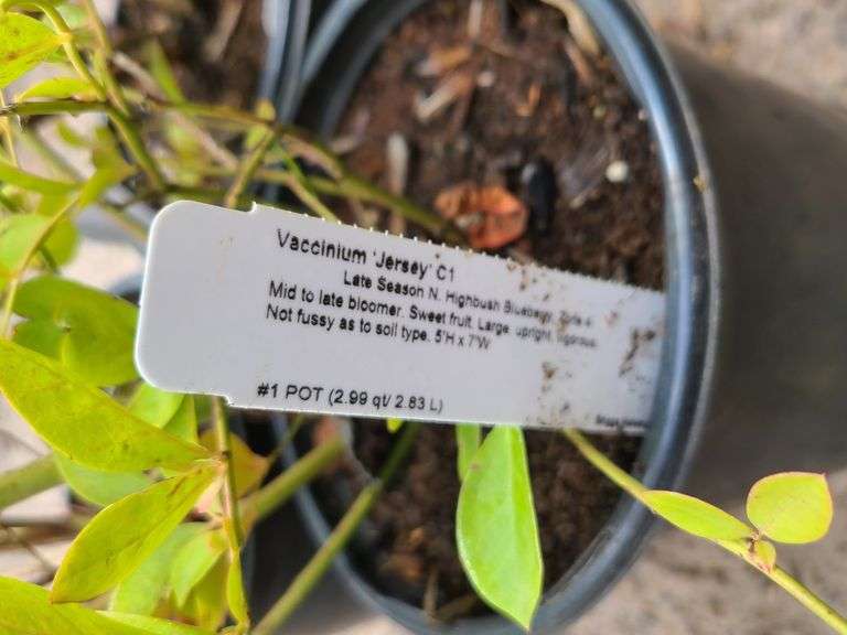 3) Highbush Blueberry